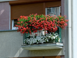 „Najładniej ukwiecony balkon”